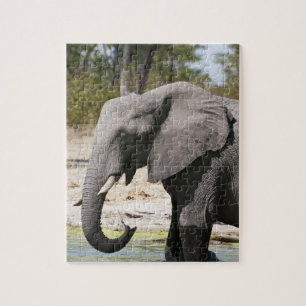 Elephant (Loxodonta africana), Savute Channel Jigsaw Puzzle