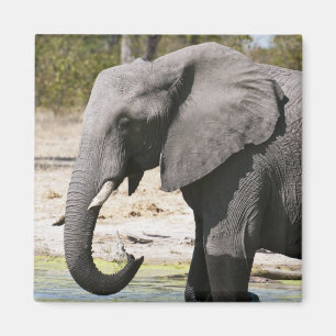 Elephant (Loxodonta africana), Savute Channel Magnet
