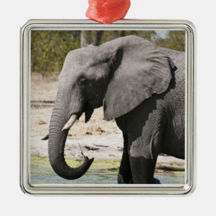 Elephant (Loxodonta africana), Savute Channel Metal Ornament