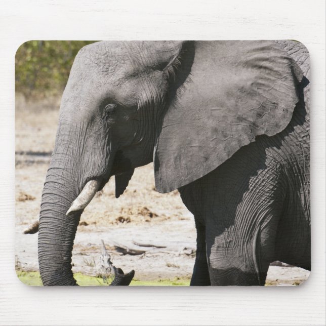 Elephant (Loxodonta africana), Savute Channel Mouse Pad (Front)