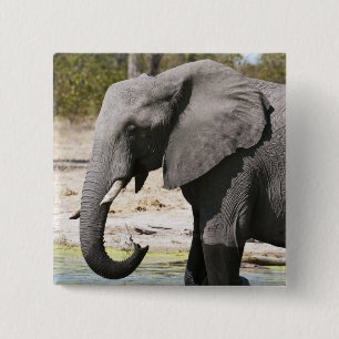 Elephant (Loxodonta africana), Savute Channel Pinback Button