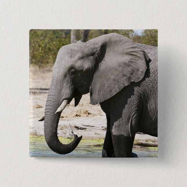 Elephant (Loxodonta africana), Savute Channel Pinback Button (Front)