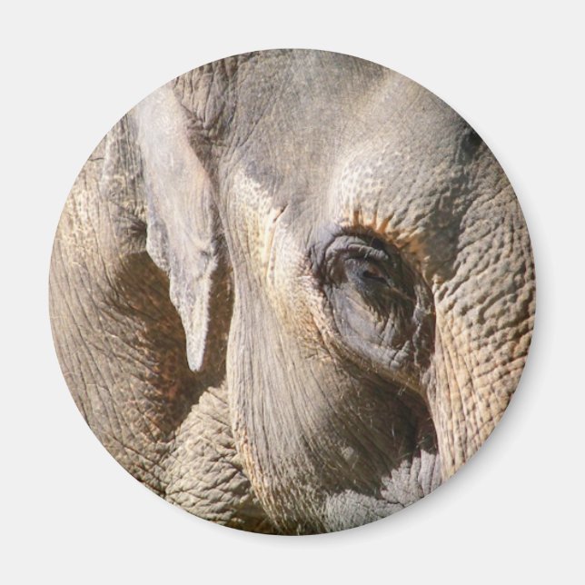 ELEPHANT MAGNET (Front)