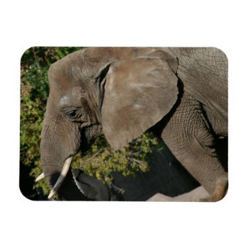 Elephant Magnet by lynnsphotos at Zazzle