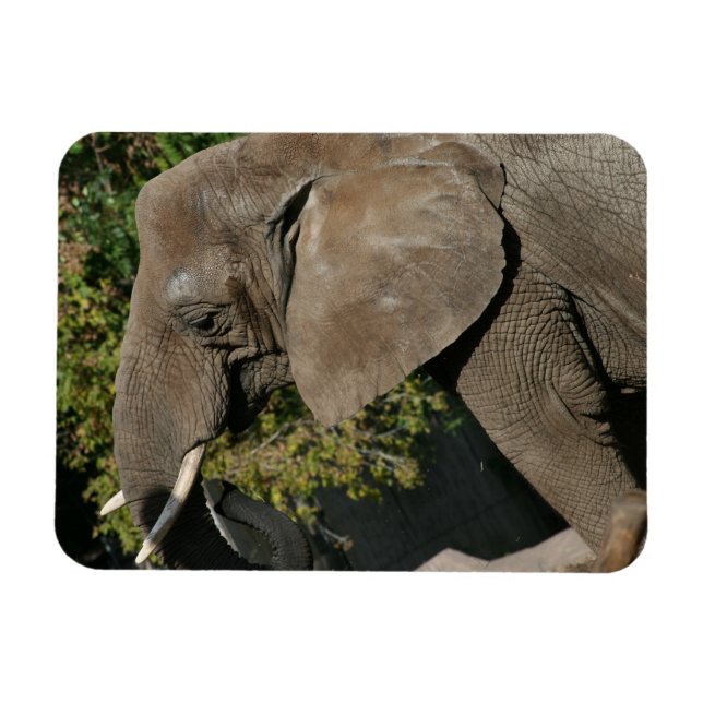 Elephant Magnet (Horizontal)