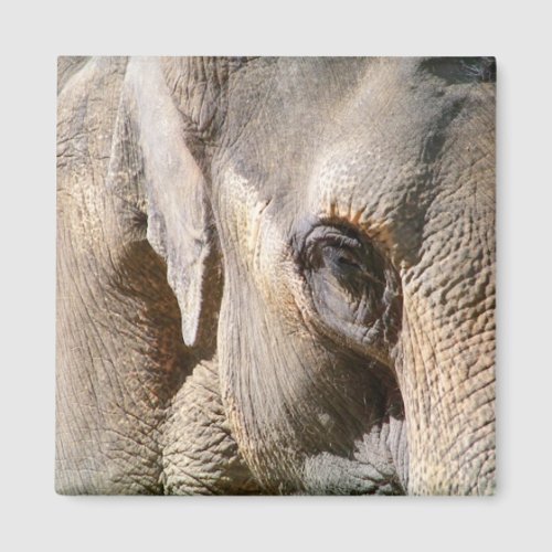 ELEPHANT MAGNET