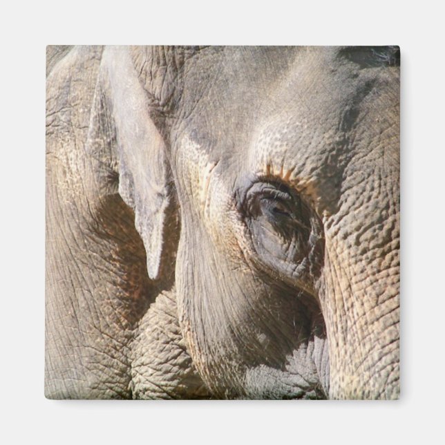ELEPHANT MAGNET (Front)