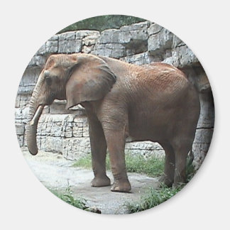 Elephant Magnet