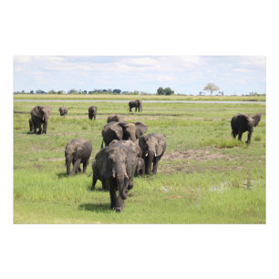 Elephant Migration Photo Print