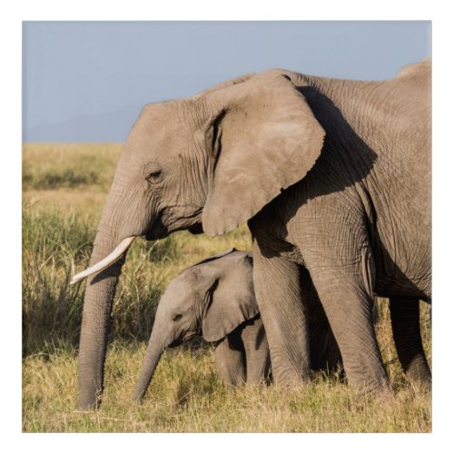Elephant Mother and Her Baby Acrylic Print
