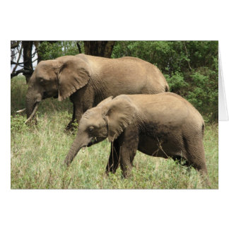 Elephant mother & calf cards