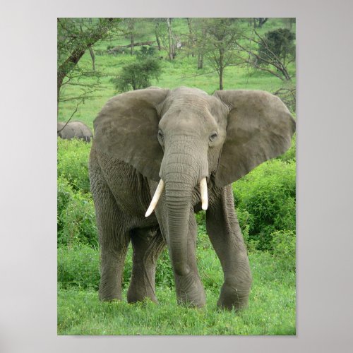 Elephant near Ndutu Poster