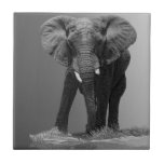 ELEPHANT ON GRADIENT TILE<br><div class="desc">An elephant taking notice of your presence.</div>