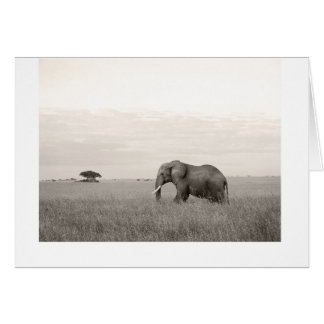 Elephant on the savanna cards