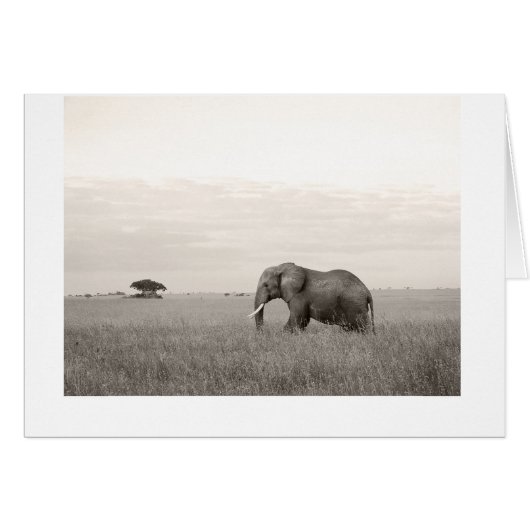 Elephant on the savanna cards (Front Horizontal)