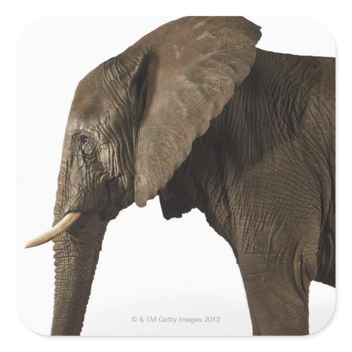 Elephant on white background, side view sticker