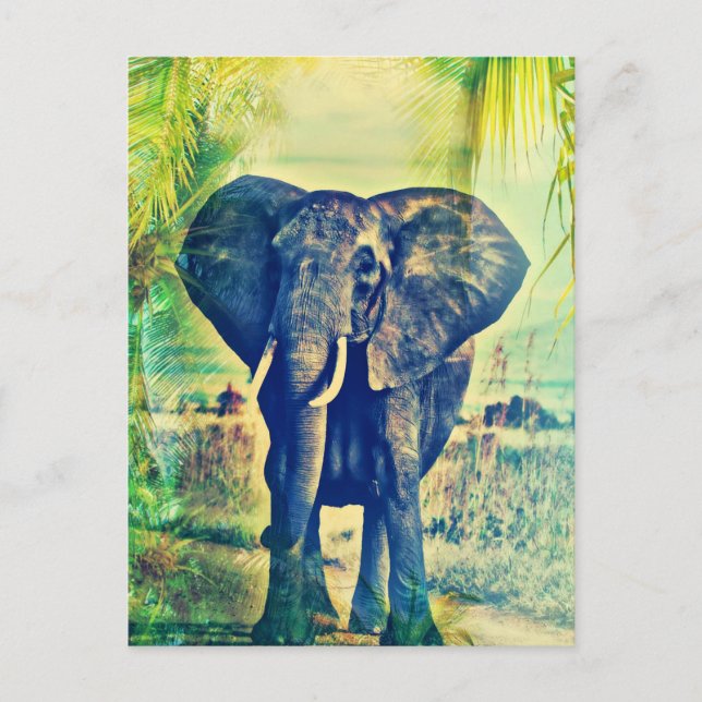 Elephant Palms Postcard (Front)