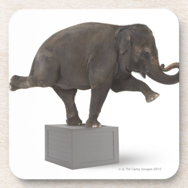 Elephant performing trick on box drink coaster (Front)