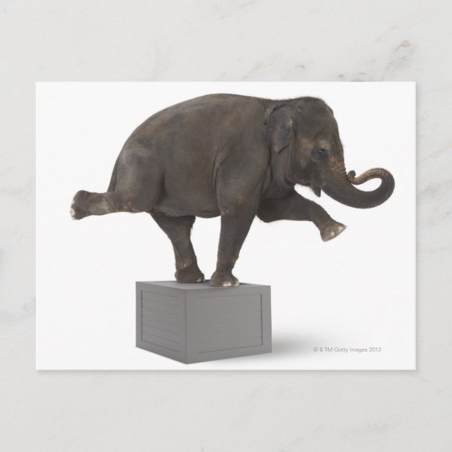 Elephant performing trick on box postcard (Front)