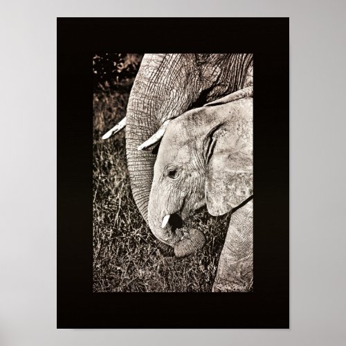 Elephant photo African art PORTFOLIO size Poster