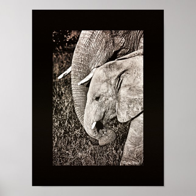 Elephant photo African art PORTFOLIO size Poster (Front)
