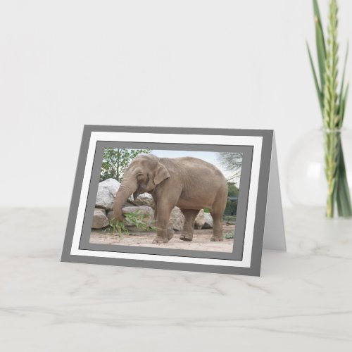 Elephant Photo Greetings Card