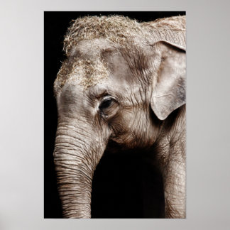 Elephant Photo Image Poster