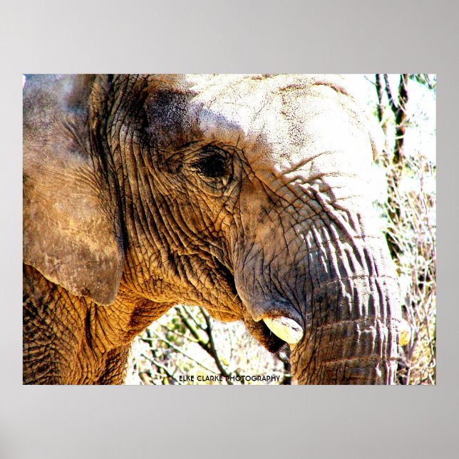 Elephant Photo Poster (Front)