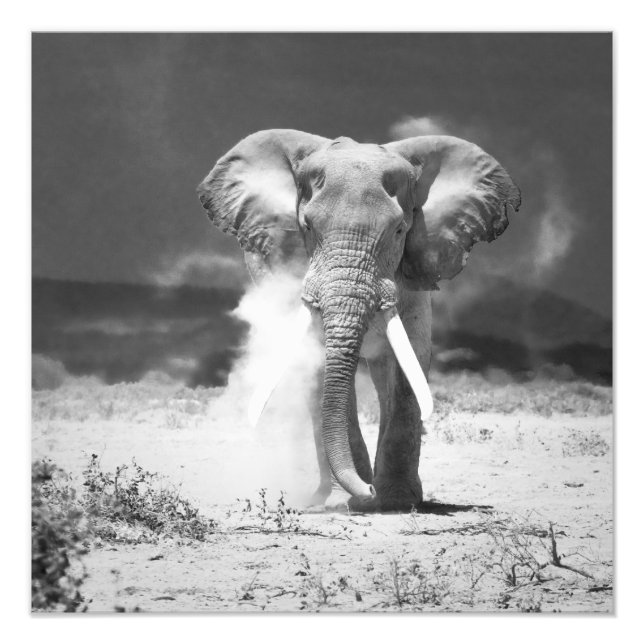 Elephant Photo Print (Front)