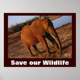 Elephant Photo Save Our Wildlife Poster