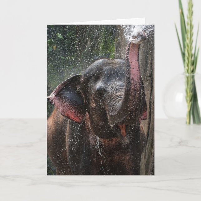ELEPHANT PHOTOGRAPH FUNNY SPLASH BIRTHDAY CARD (Front)