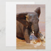 Elephant playing with water (Front/Back)