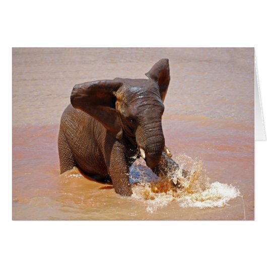 Elephant playing with water cards (Front Horizontal)