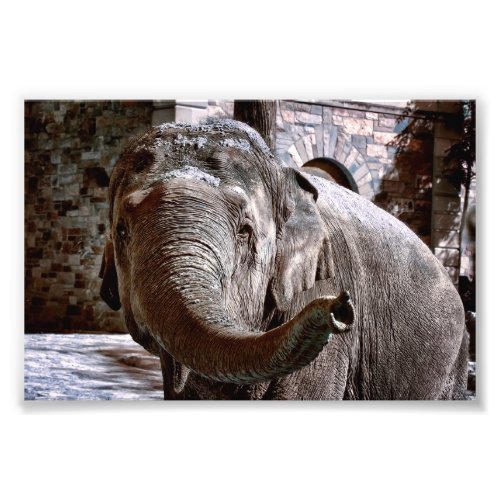 Elephant Pointing Forward with the Trunk Photo Print