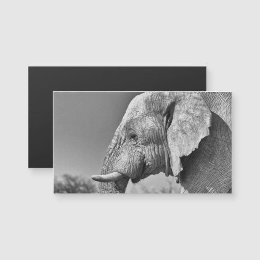 Elephant portrait (Front/Back)
