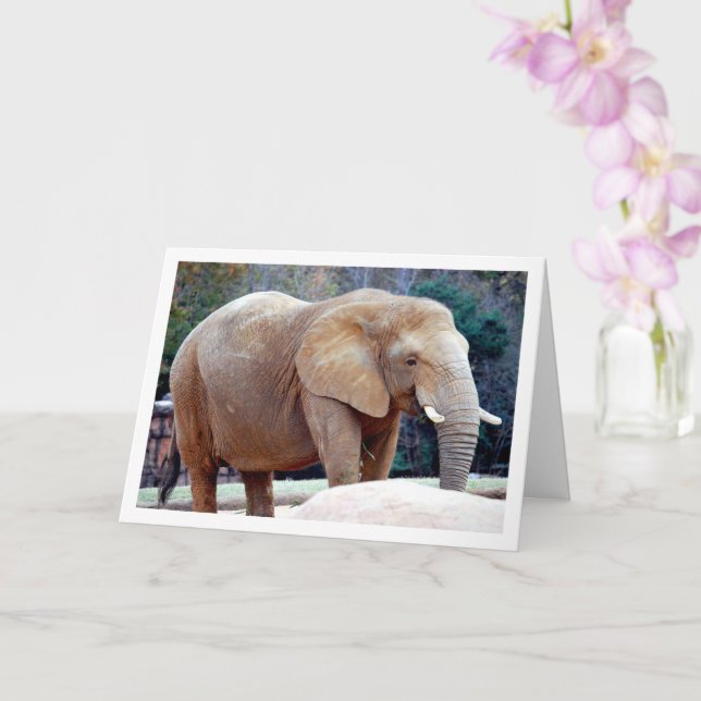 Elephant Portrait Card (Orchid)