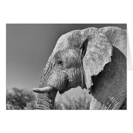 Elephant portrait cards (Front Horizontal)