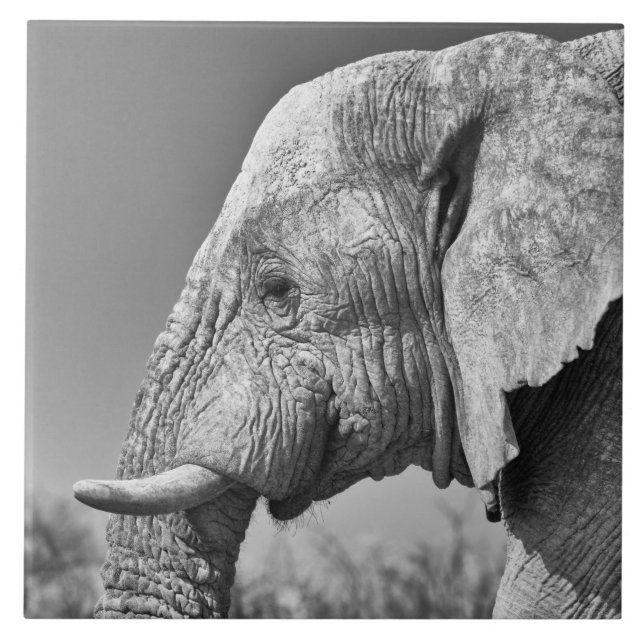 Elephant portrait ceramic tile (Front)