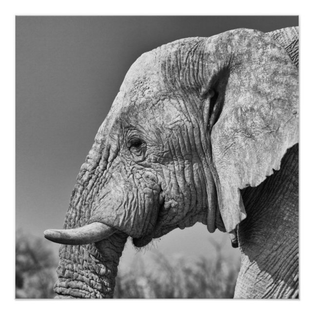 Elephant portrait poster (Front)