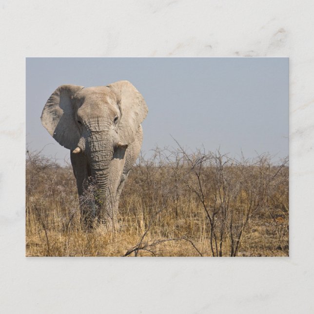 Elephant Postcard (Front)