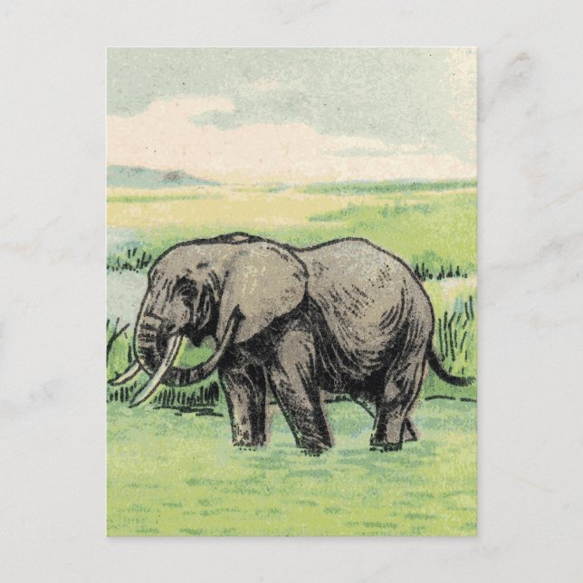 Elephant Postcard (Front)