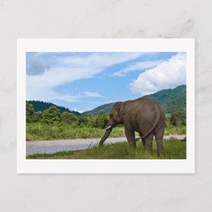 Elephant Postcard