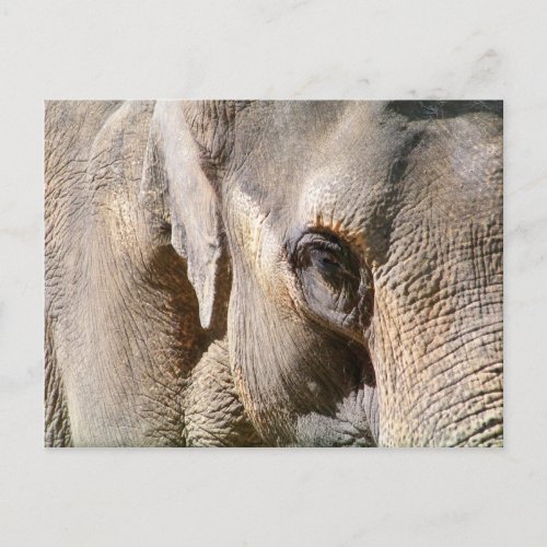 ELEPHANT POSTCARD