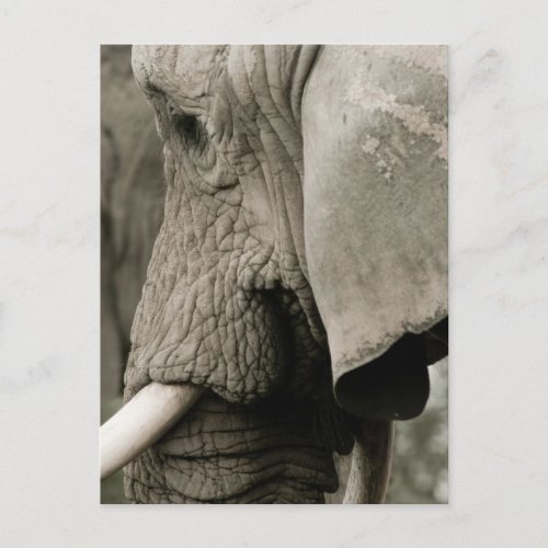 Elephant  Postcard