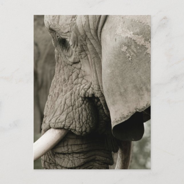 Elephant  Postcard (Front)