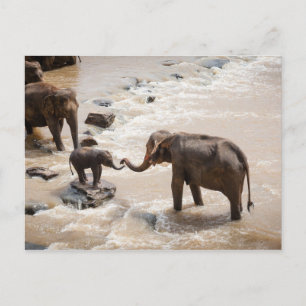 Elephant Postcard