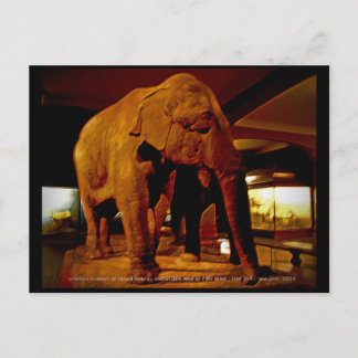 Elephant Postcard