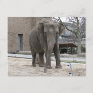 ELEPHANT postcard