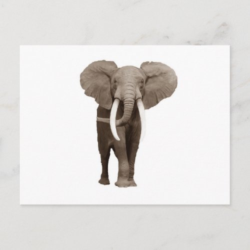 Elephant Postcard