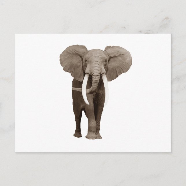 Elephant Postcard (Front)